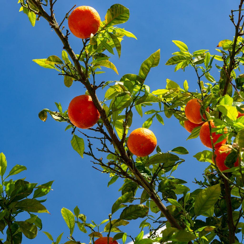 Citrus Orange tree with ripe fruits against blue sky