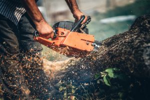 portrait of lumberjack cutting tree in the garden with gasoline chainsaw.